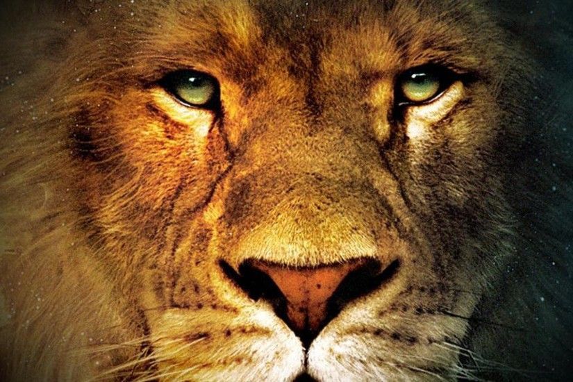 Lion source
