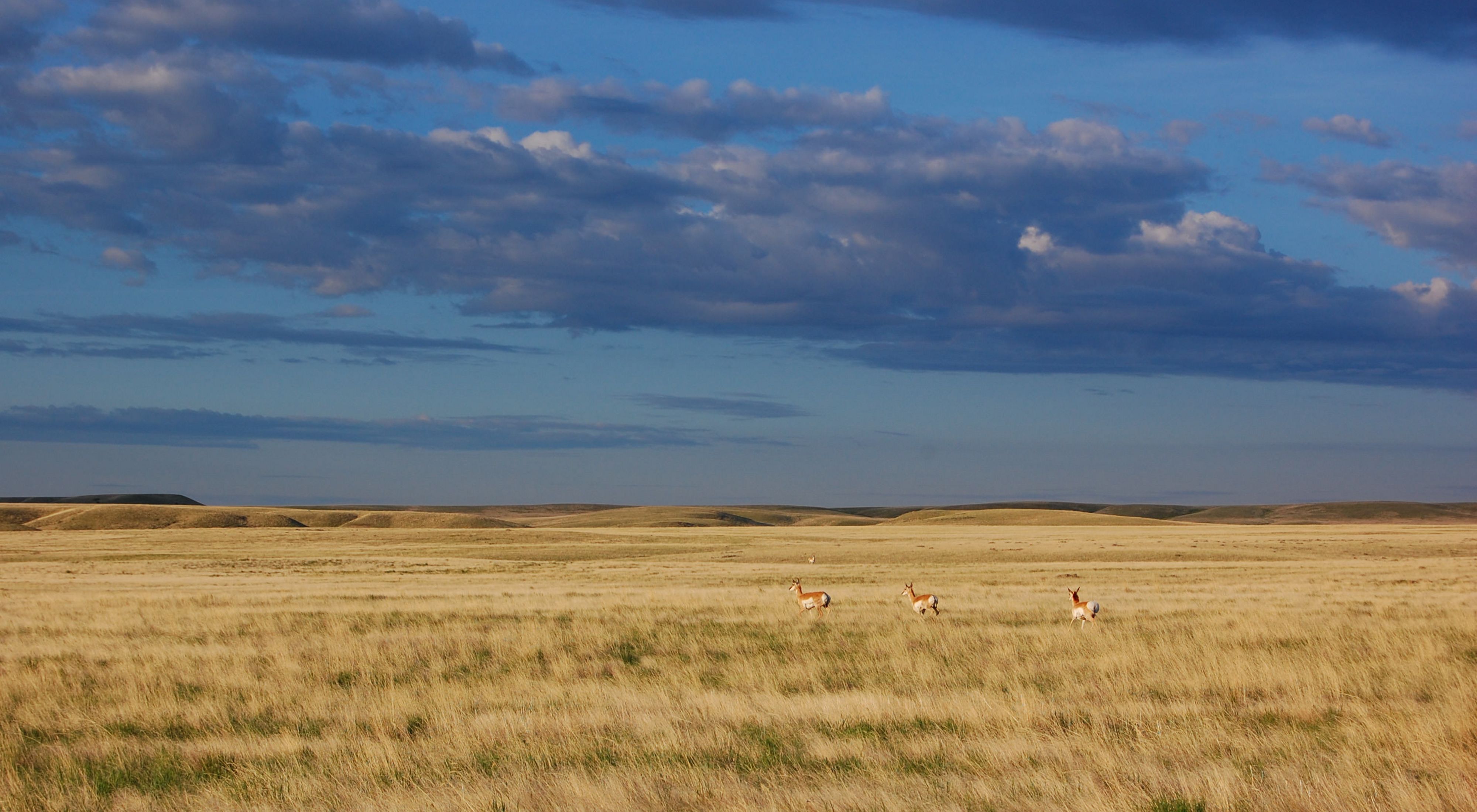 Plains source