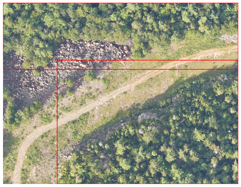 GroundingDINO detections in a dense canopy scene